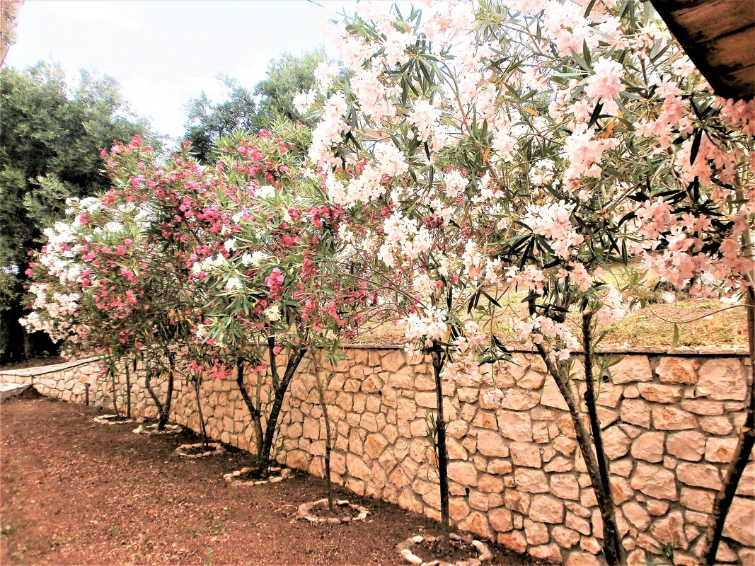 Oleander im Garten